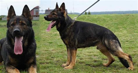 K9 German Shepherd For Sale