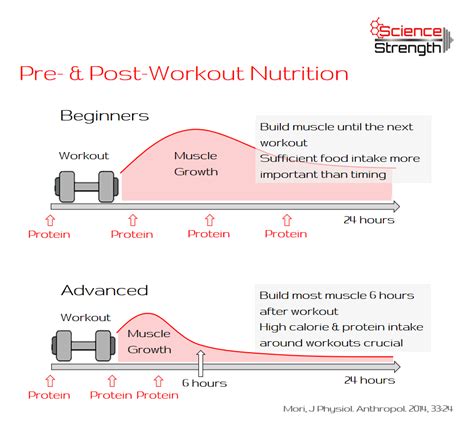 Optimize Your Nutrient Timing — Sciencestrength