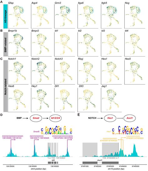 Fig S5 Umap Plots Showing Distinct Chromatin Accessibility Signatures