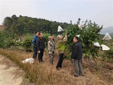 江西省林科院专家到武功山林场开展科技指导 安福县林业局 关注森林网