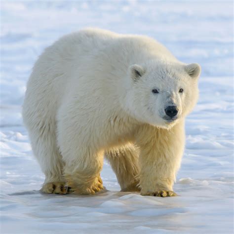 International Polar Bear Day - WCS.org