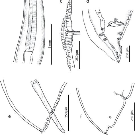 Ascaris Lumbricoides Line Drawings A Anterior End With Oesophageal Download Scientific