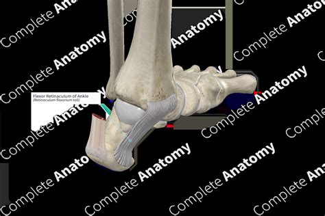 Flexor Retinaculum of Ankle | Complete Anatomy