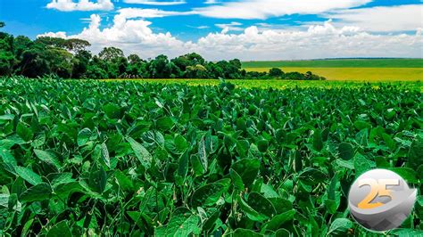 Plantio Da Soja J Come Ou No Paraguai E Deve Chegar Em Ainda Em