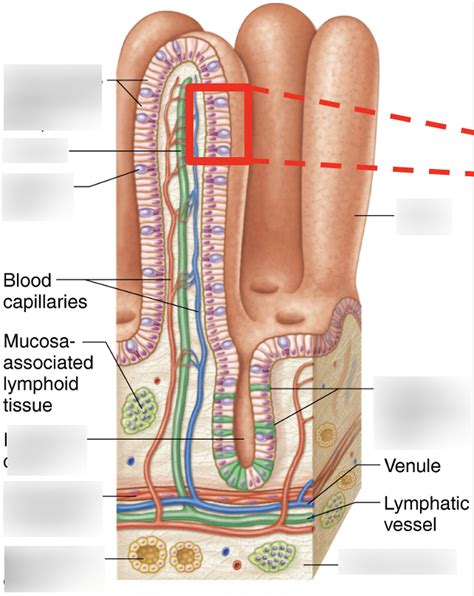 Villi and Microvilli Diagram | Quizlet