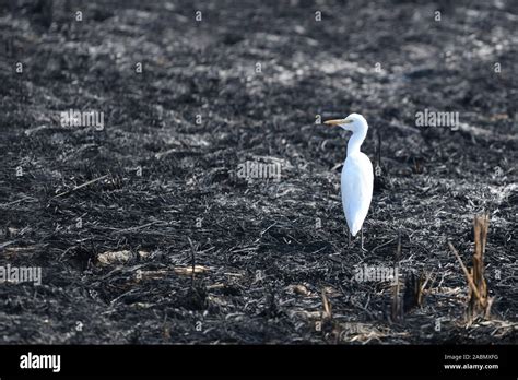 Indiancranebird hi-res stock photography and images - Alamy