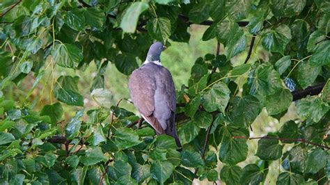 Merpati Burung Pohon Foto Gratis Di Pixabay Pixabay