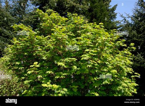 vine maple stock photo alamy