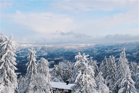 Snow Covered Trees · Free Stock Photo