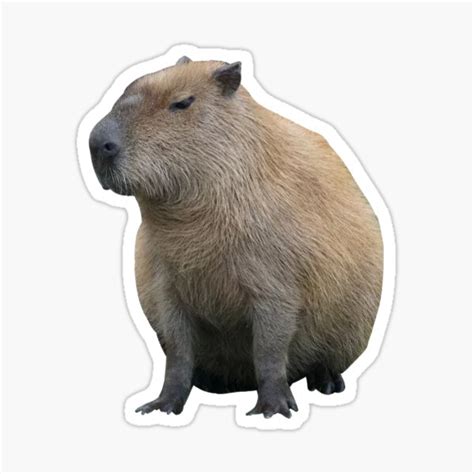 Regular Capybara Sticker For Sale By Mirceaspartan Redbubble