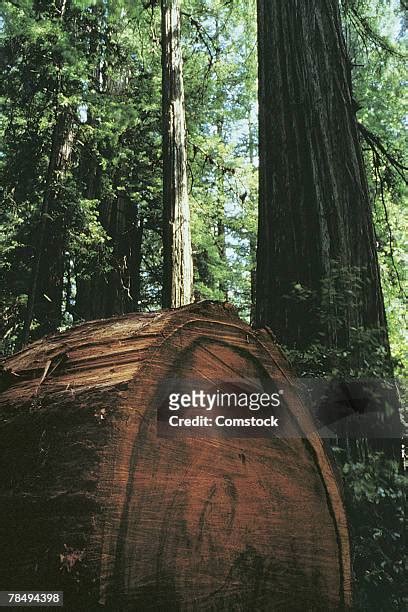 14 Armstrong Redwoods State Park Stock Photos, High-Res Pictures, and ...