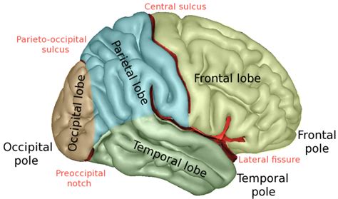 Lobes of the Brain - TopTrendz.net