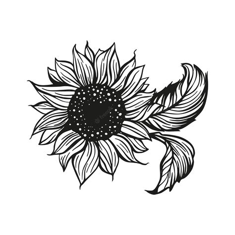 Premium Vector Sunflower Drawing Vector Decoration With Leaves Line Contour Design Flower