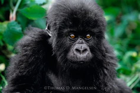 Baby Face — Mountain Gorilla by Thomas D. Mangelsen