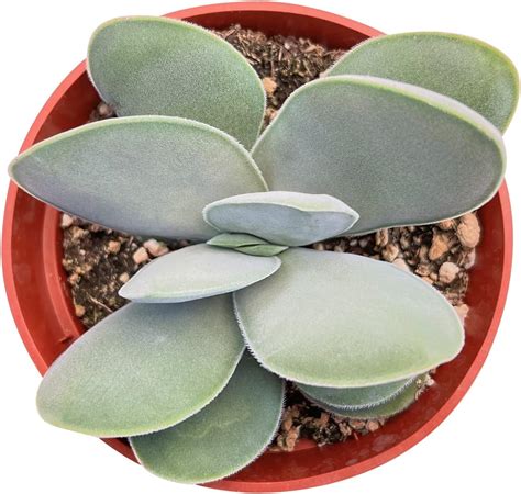 4 Inch Live Succulent Crassula Obvallata Money Plant Succulents Plants Fully