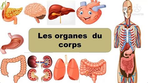 Les Organes Et Les Parties Du Corps Humain