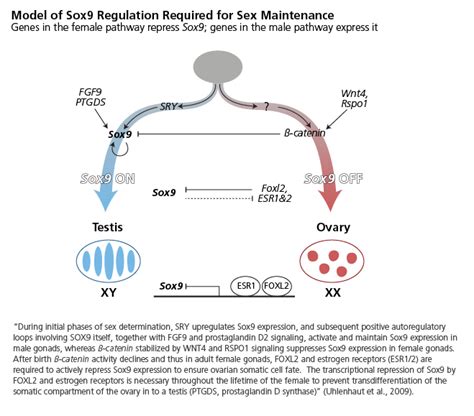 The Genetics Of Sex Determination Rethinking Concepts And Theories