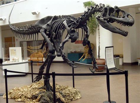 Allosaurus Juvenile Allosaurus Skeleton Cast Replica