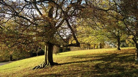 How To Identify And Relieve Stress In Your Trees Treenewal Certified