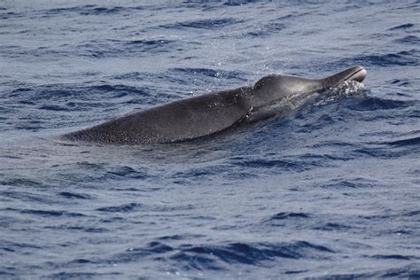 Oregon Researchers On The Trail Of The Elusive Hubbss Beaked Whale