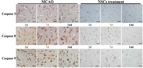 Figure 4 Immunohistochemistry For Caspase 3 8 And 9 The Number Of