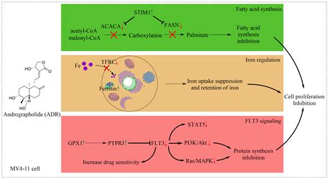 Molecules Free Full Text Andrographolide Suppresses MV4 11 Cell