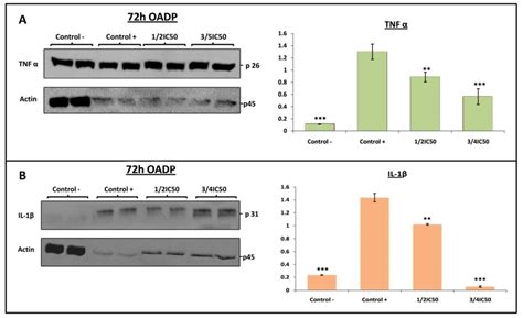 Western Blot Of The Levels Of Tnf α A P26 And Il 1β B P31