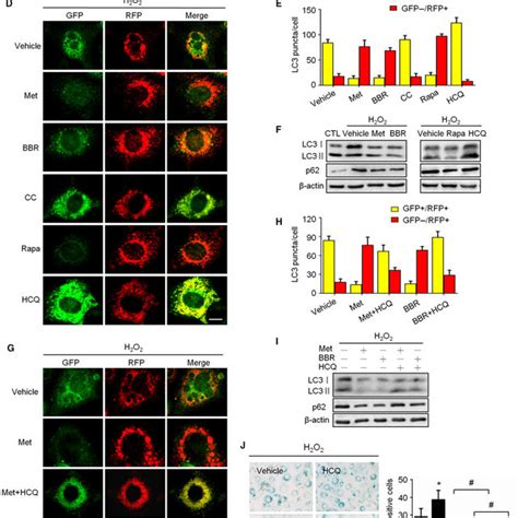 H2o2 Induced Senescence And Ampk Pathway Inhibition In Nih3t3 Cells