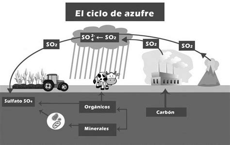 Pasos Del Ciclo Del Azufre Ciclo Del Azufrepptx Quimica Ciencias Images