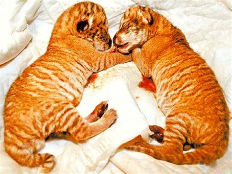 Liger Cubs in Taiwan