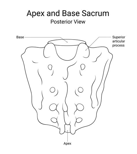 Premium Vector Apex And Base Sacrum Posterior View In Line Style