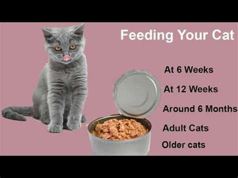 Do I Need A Feeding Chart For My Kitten CatVisitor