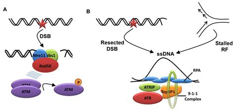 Signalling DNA Damage IntechOpen