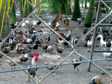 Tanjung Labuh Agro Farm Ladang Ternakan Ayam Kampung Hj Alwie Melaka