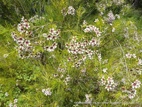 Geraldton Wax Urban Bushland Council WA