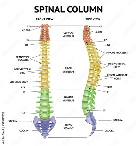 Spine Anatomy Realistic Chart Stock Vector | Adobe Stock