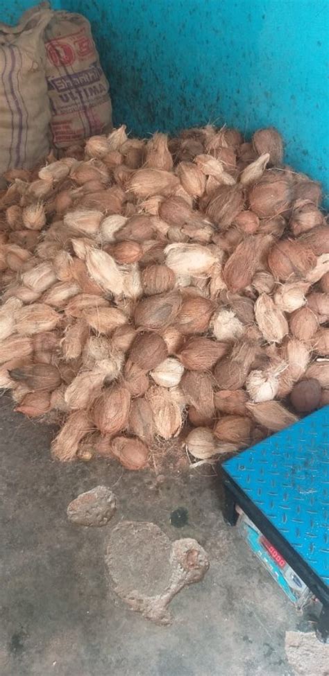 A Grade Semi Husked Coconut Karnataka Coconut Size Available Large