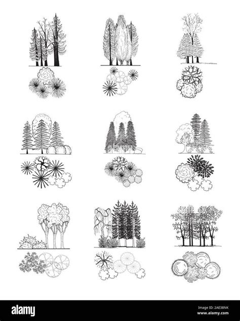 tree plan & elevation | Landscape architecture drawing, Landscape ...