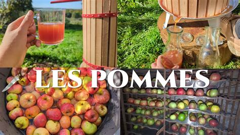 Er Pressage Du Jus De Pommes Et Petites Modif Dans La Cave Pour