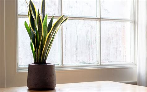 Top 10 Best Oxygen Producing Plants Indoor