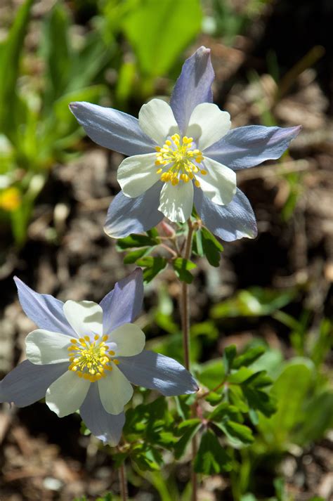 state flower of colorado 1