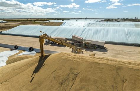 Sa Harvest Intake Second Largest On Record For Viterra Grain Central