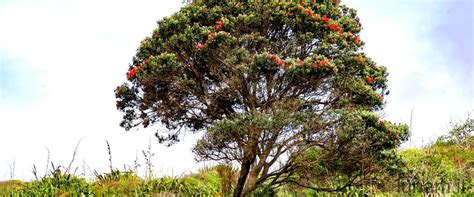 Piante Grasse Ad Alberello Un Tocco Di Natura In Casa