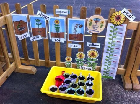 Life Cycle Of A Seed Eyfs