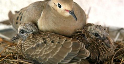 baby mourning dove care - Selfless Profile Fonction