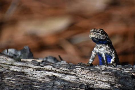 Eastern Fence Lizard Imagine Our Florida Inc