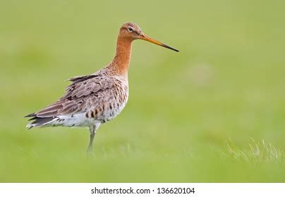 Male Female Black Tailed Godwit Standing Stock Photo