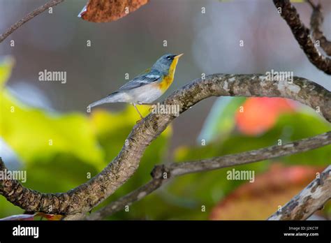 Wildlife bird in the caribbean Stock Photo - Alamy