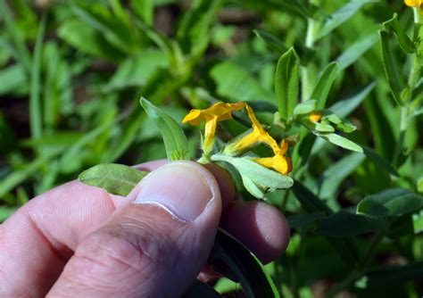 Hoary Puccoon