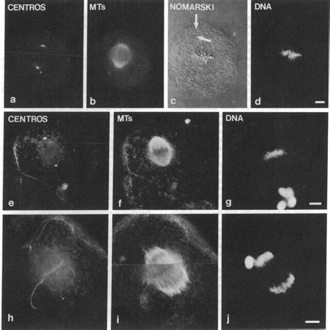 Centrosomes, microtubules, and chromosome arrangements at first mitosis ...